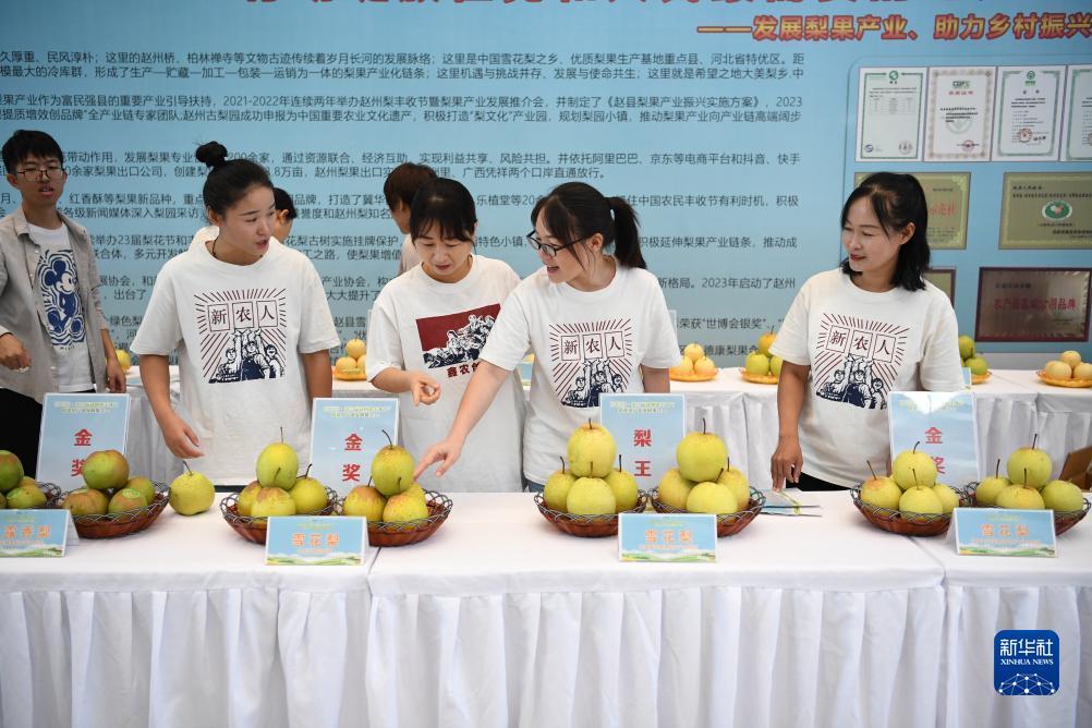 金鲨鱼银鲨鱼
